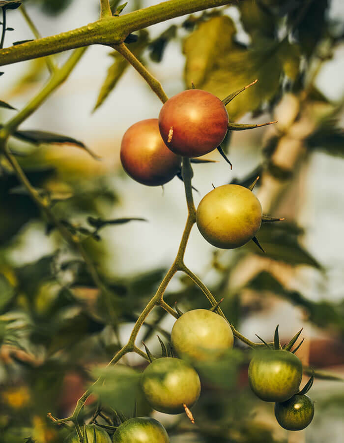 Tomatoes on a bush